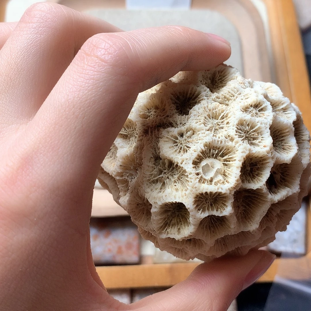 石英质玉颈饰未镶嵌小**ฅ