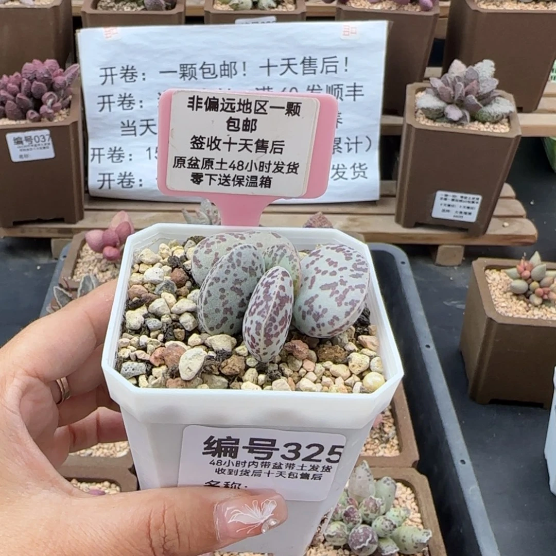 325花旦多肉植物