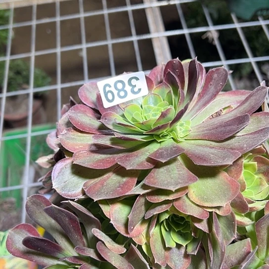 浅***念多肉植物一个奶白389