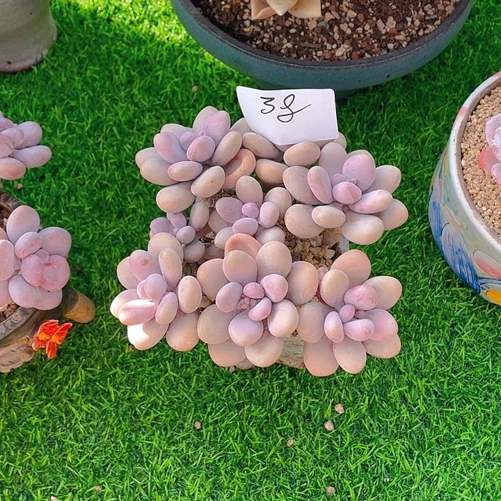 J****g谢谢你的支持0000038