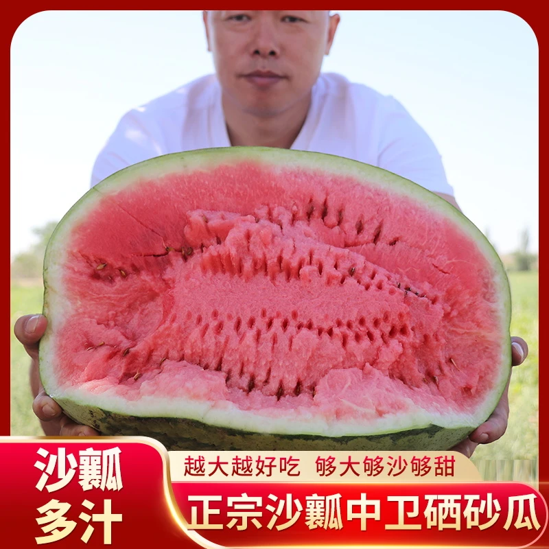 A沙瓤多汁宁夏中卫硒砂瓜西瓜压砂瓜沙瓤甘甜多汁新鲜水果当季