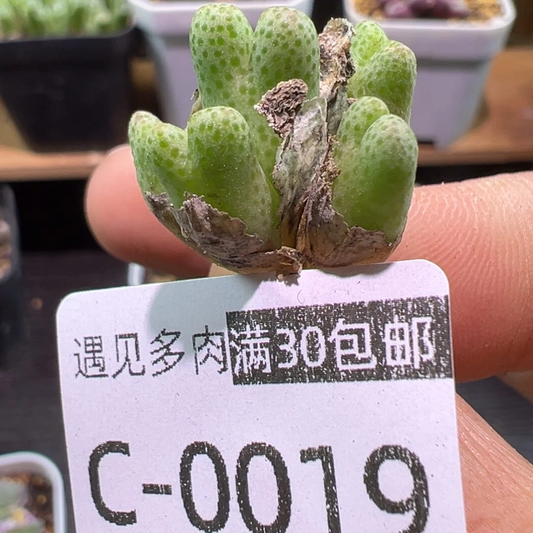 多肉植物111111111111111