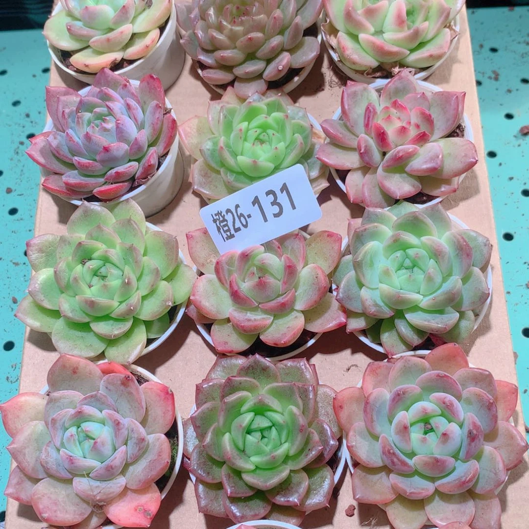 26-131一物一拍多肉带盆18颗