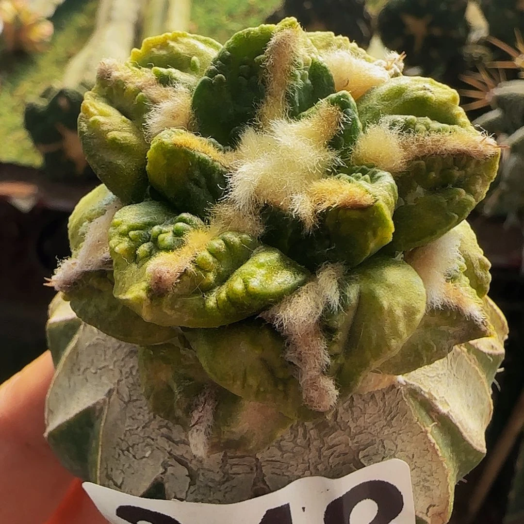 龟甲锦348仙人球