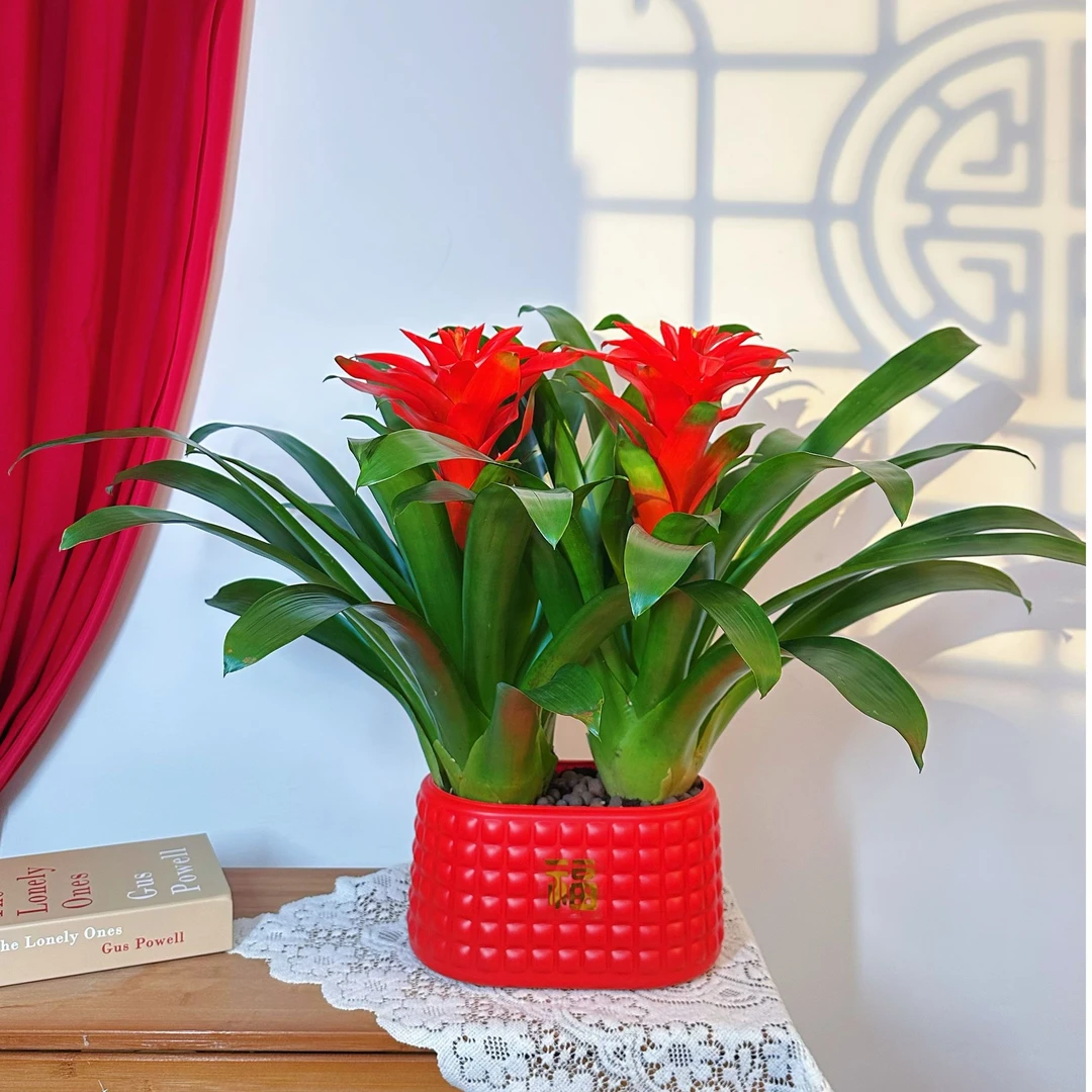 【2颗装】鸿运当头盆栽大盆客厅凤梨花卉植物室内好养活四季旺宅