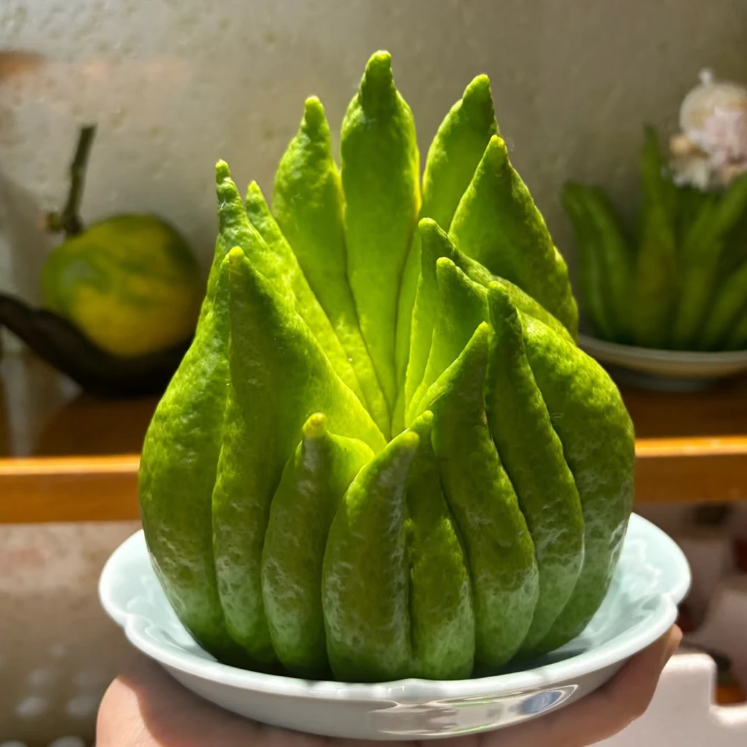 【云南高山佛手柑大果】可闻香清供观赏食用泡茶