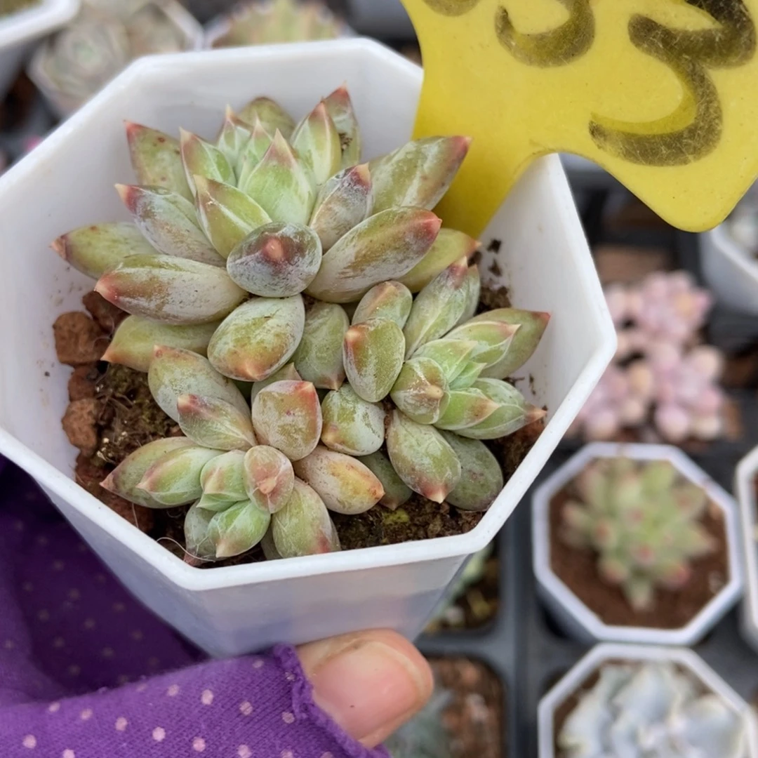 1853伊丽莎白多肉植物