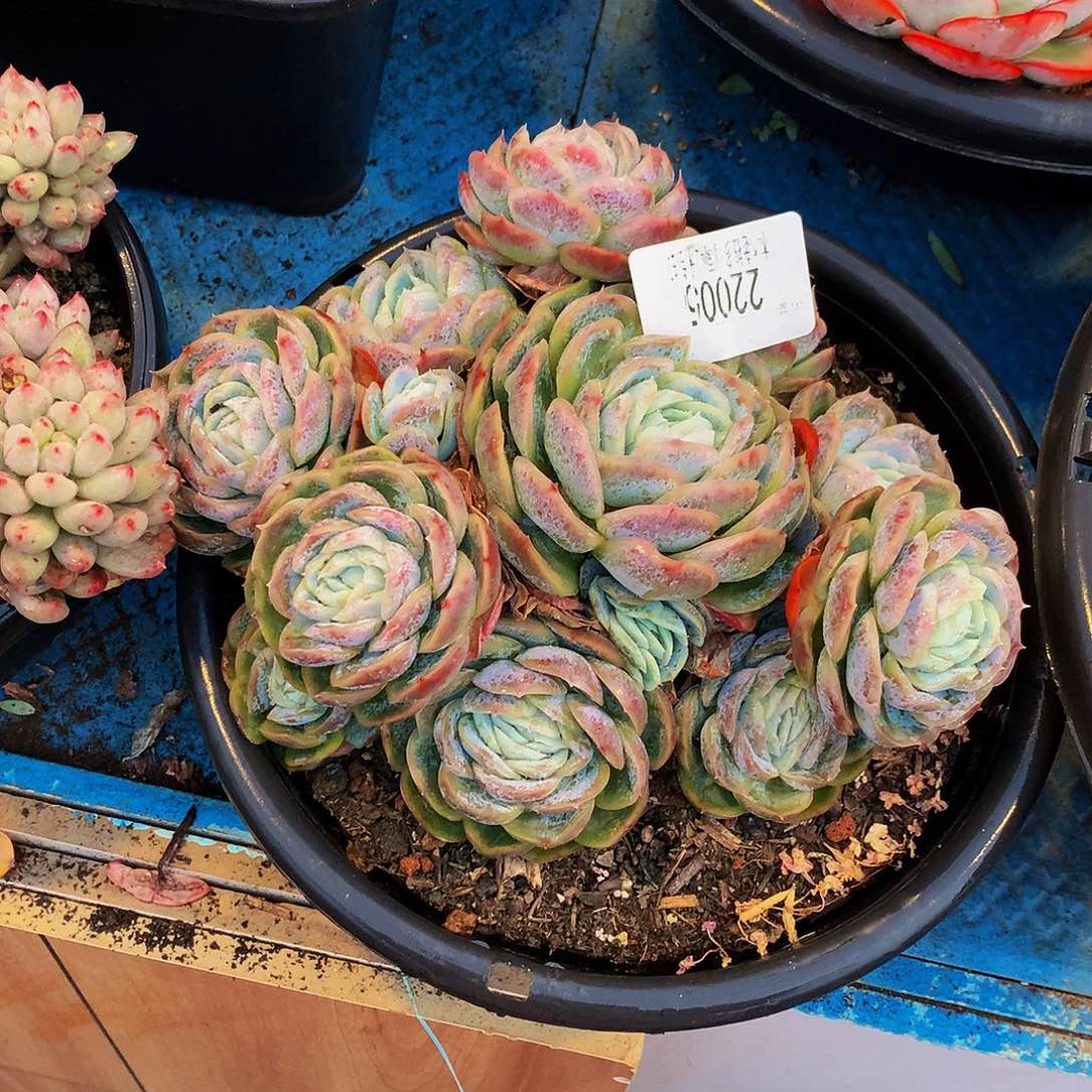 小****    西娜多肉22005