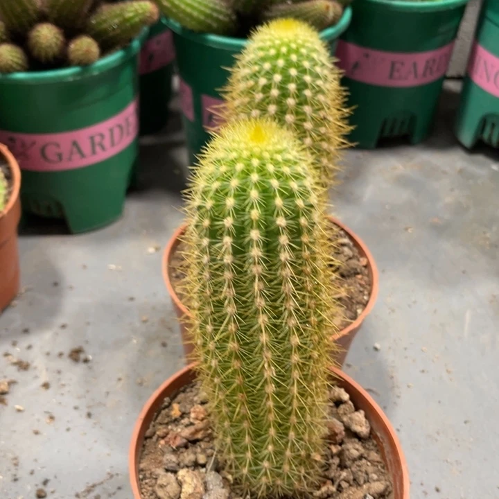 自根奥拓金妞一杯