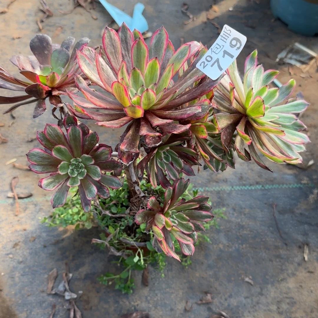 紫霞仙子719满20包邮断枝不包