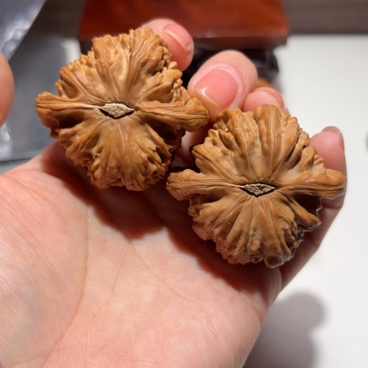 核桃44尺寸三角白狮子