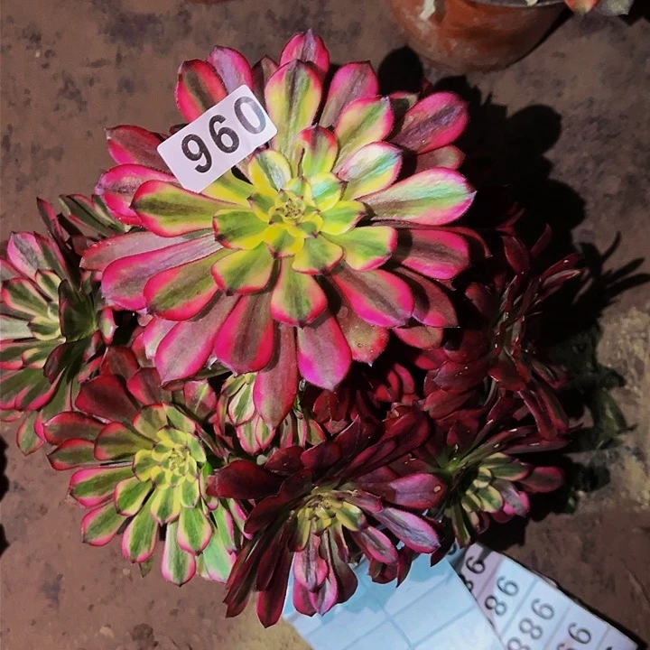 960潘帕斯多肉植物处理不售后