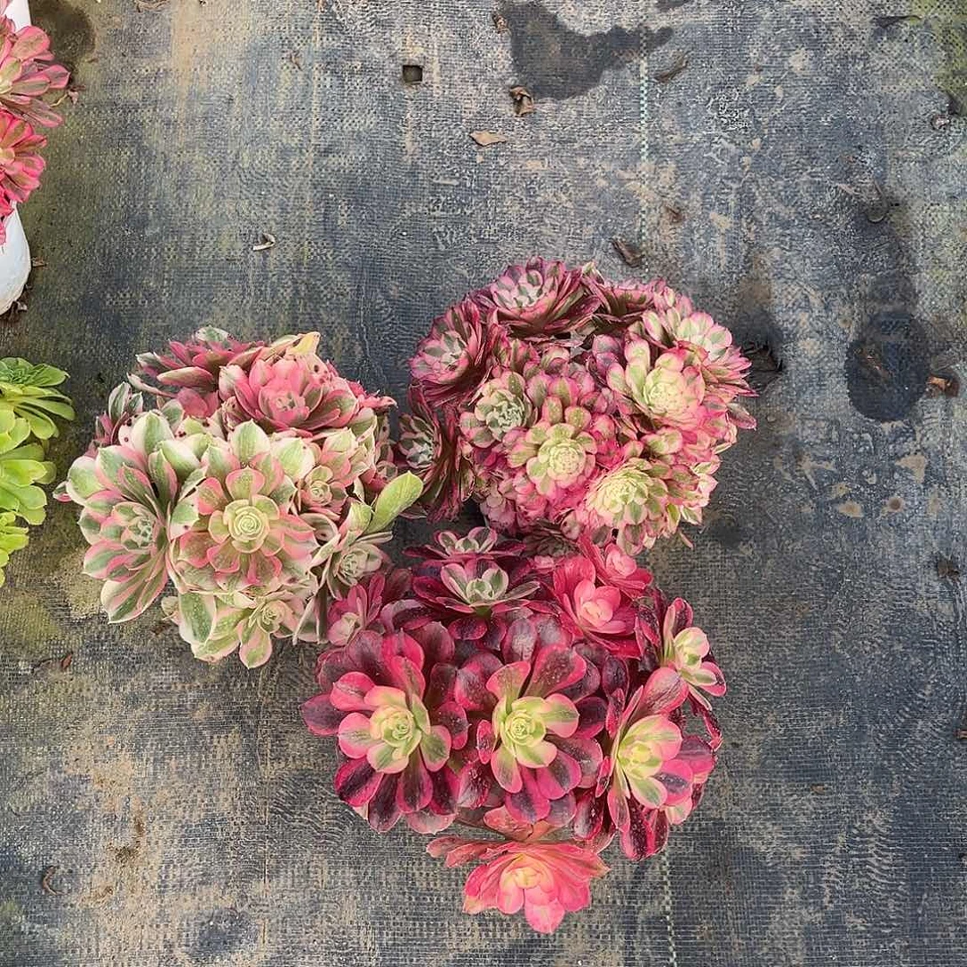 惜***缘hhhhhhhhhhhhhhhhhhh