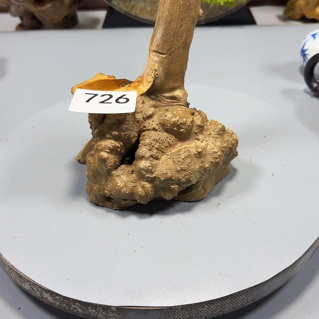 大果紫檀（缅甸花梨）唐**爸