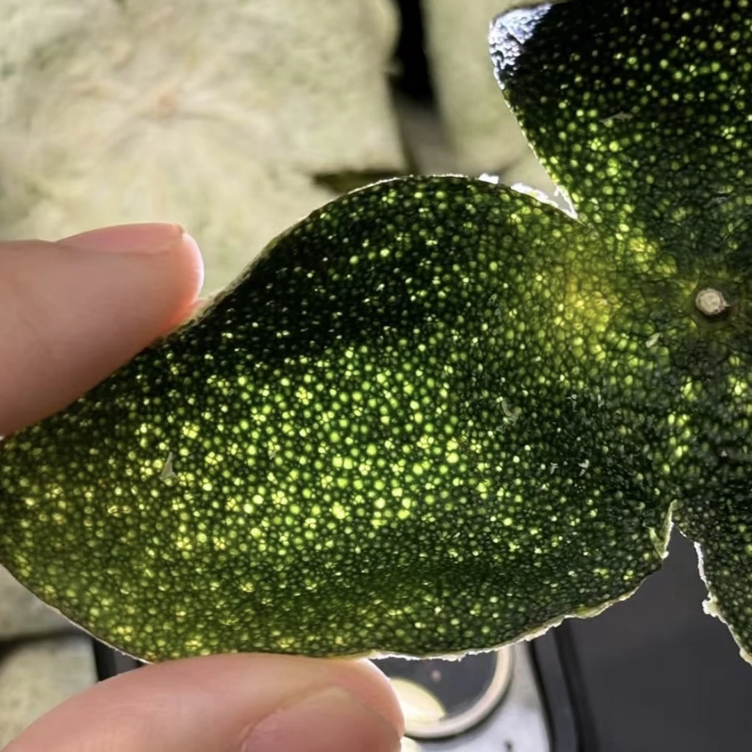 娘舅好货 【老树青皮】 精选滋补