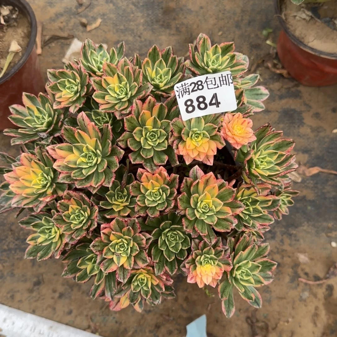 甜茶多肉884满28包邮断枝不包