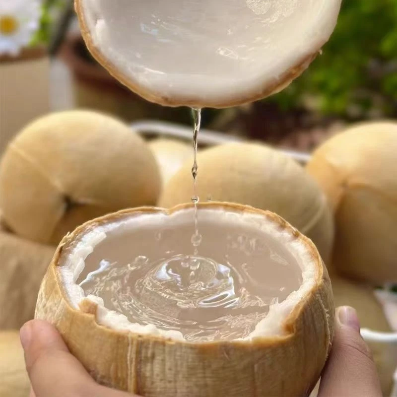 泰国老树椰皇6/9颗装 奶香进口椰皇 400-720g/颗 【坏果包赔】