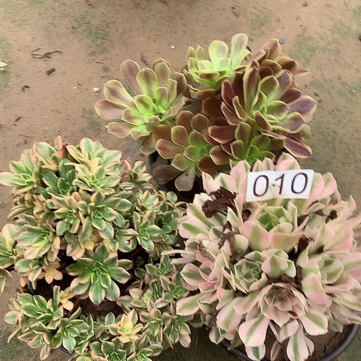 无花朵010三颗多肉植物组合