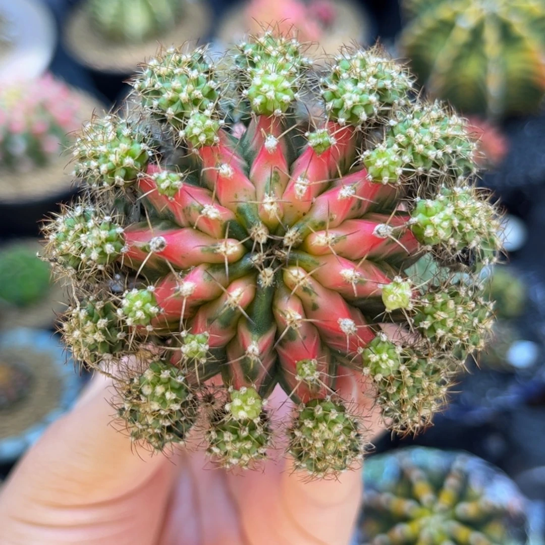 粉孔雀 米哈仙人球