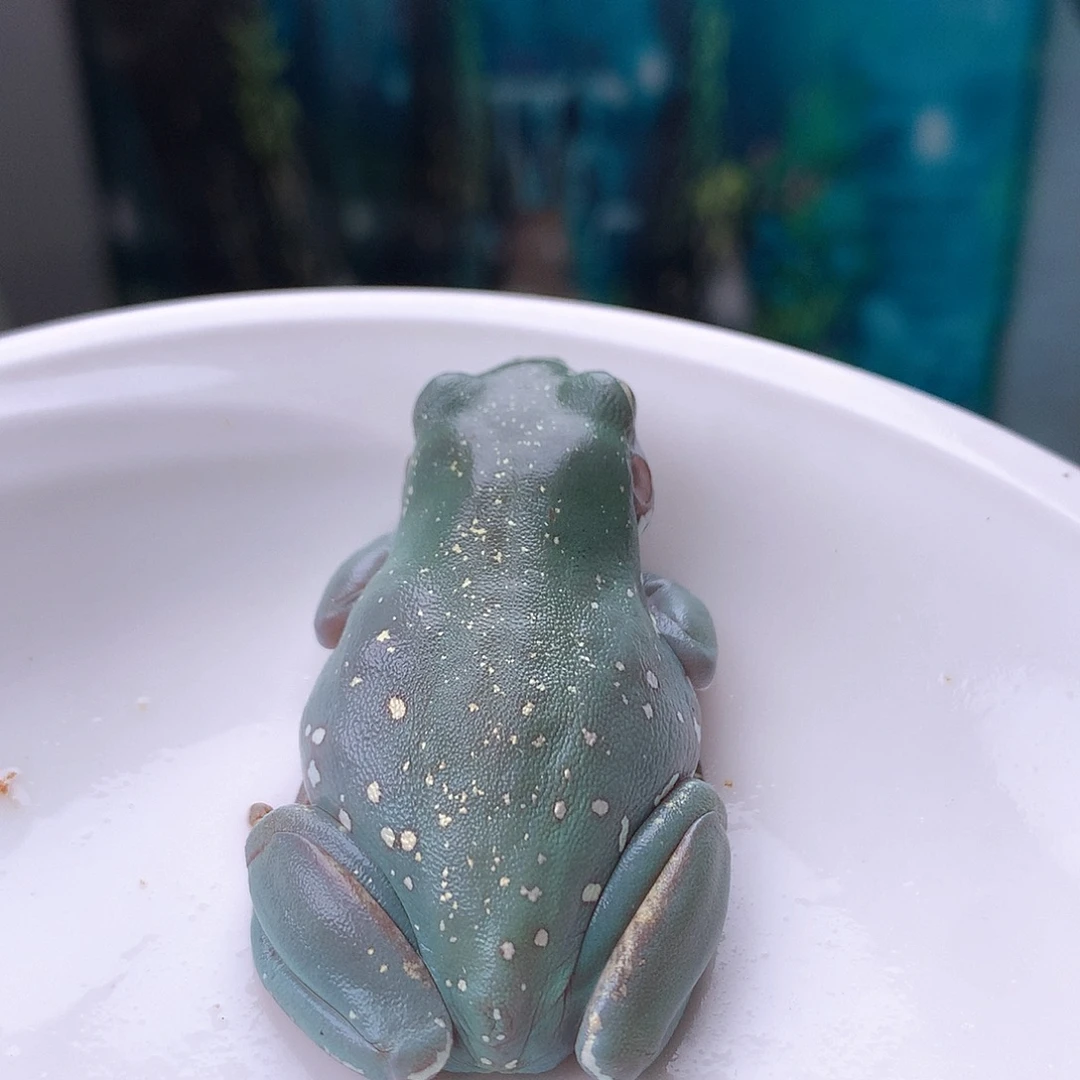 老爷树蛙4号精品超蓝暴雪推荐!强推!