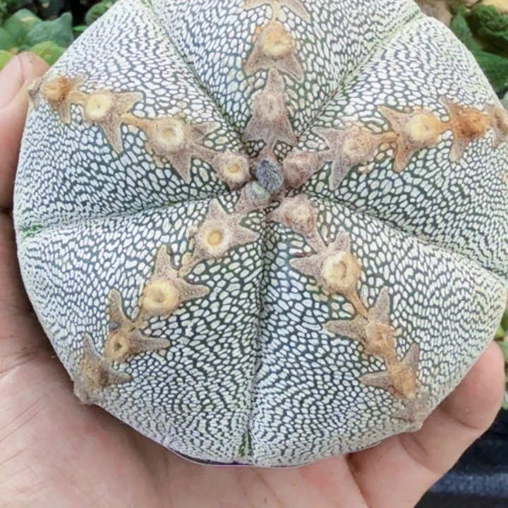 …***…无花朵福利苗接恩中562