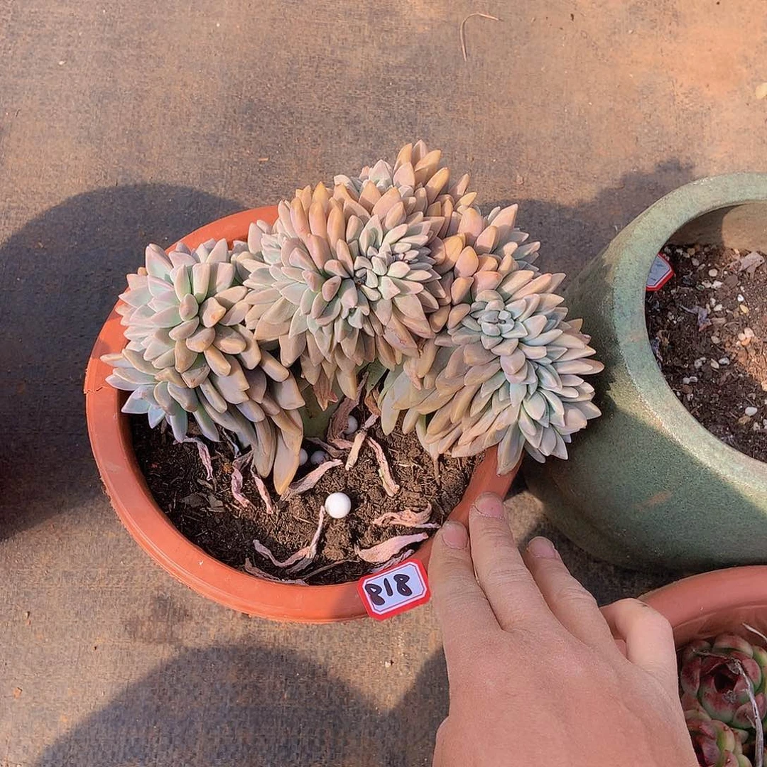 一物一拍多肉818淡雪缀