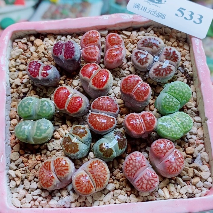 生石花花花开了533