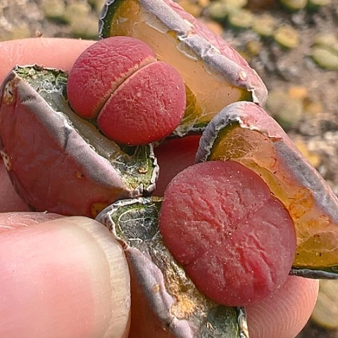 【闪购商品】25840