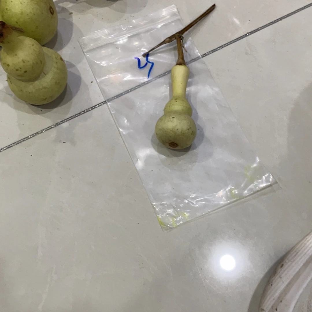 鑫***玩把b和vv过哈哈哈哈哈