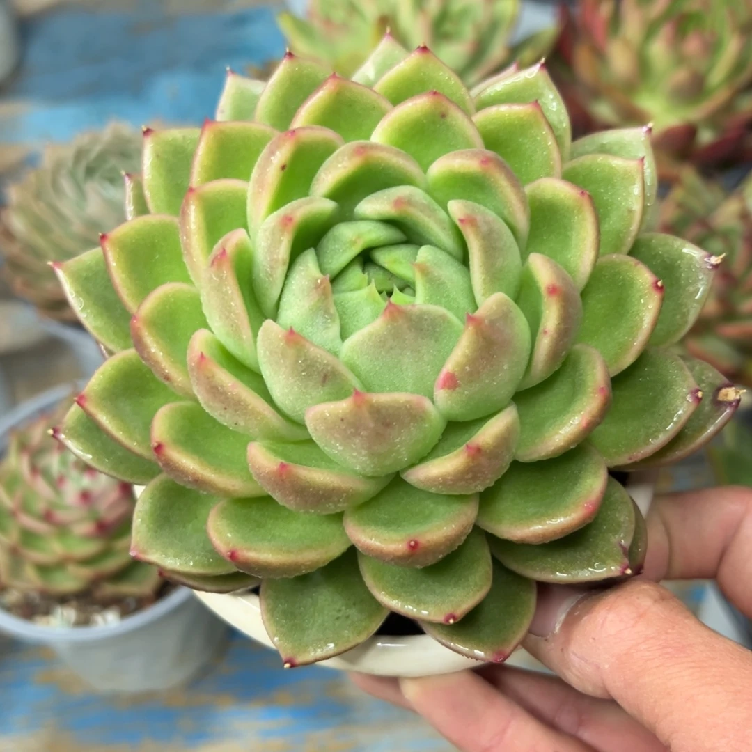 多肉植物一物一拍（3号）