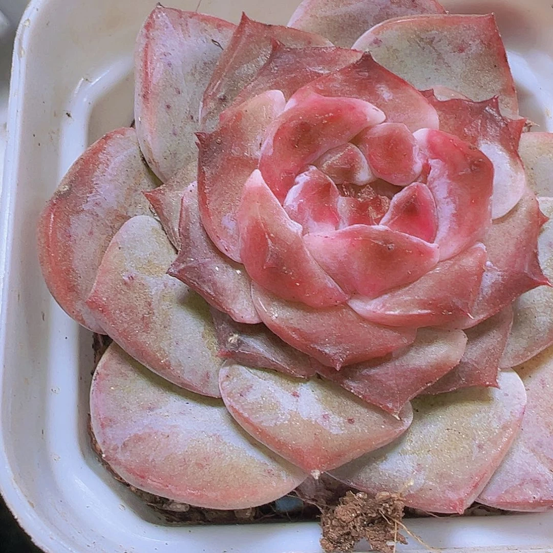 紫墨19包邮多肉植物