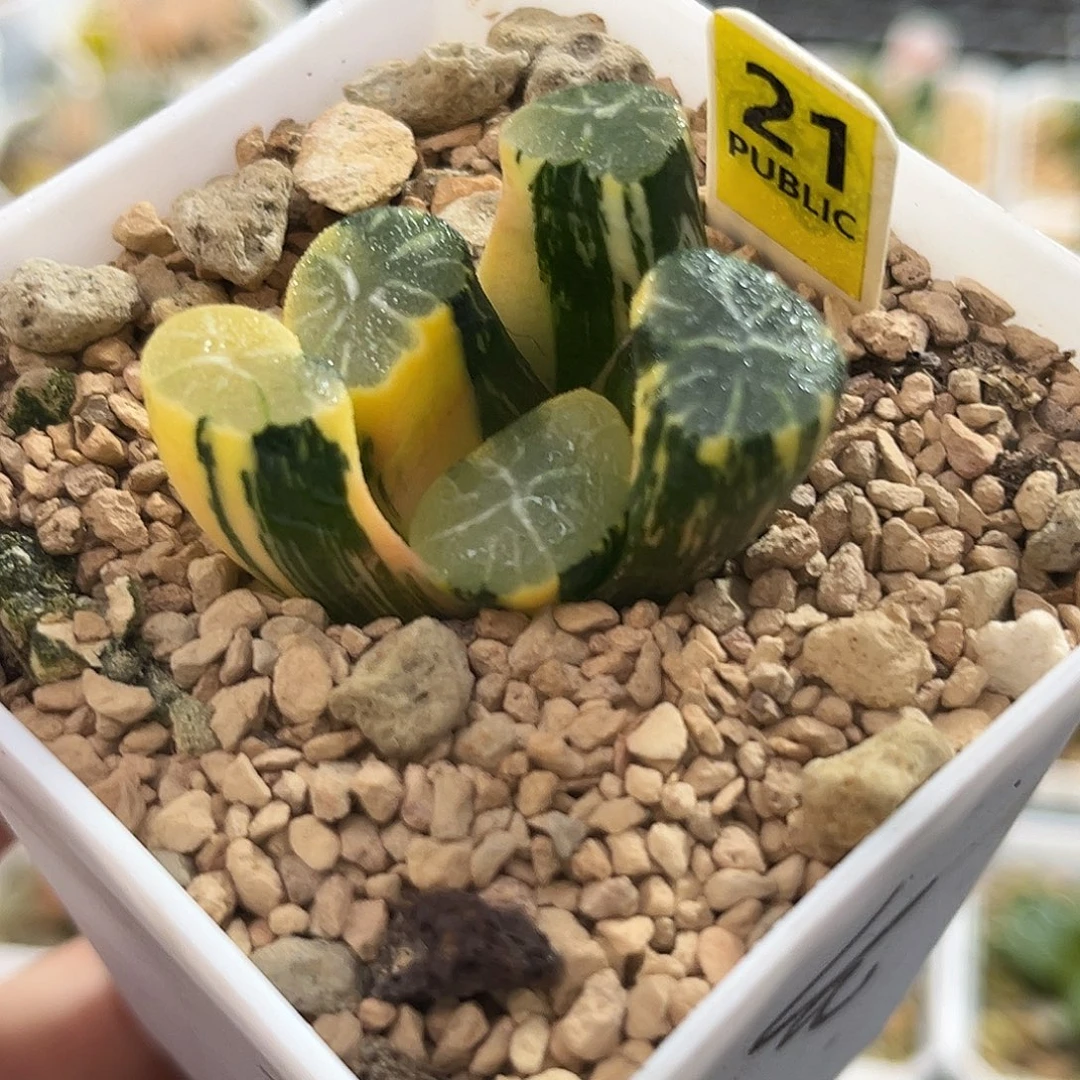 21白妙万象锦福利