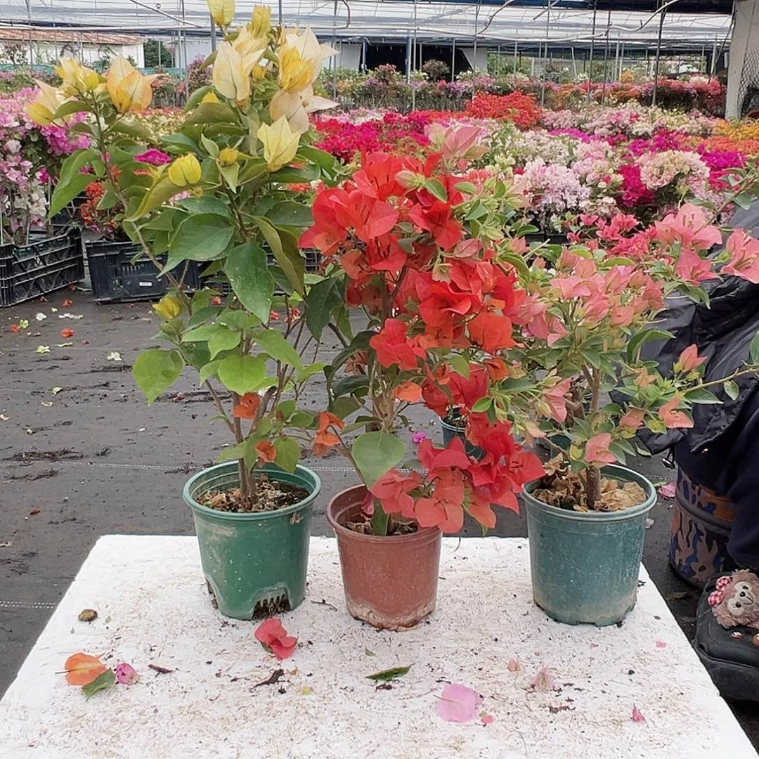 大部分花苞少量开放浅彩虹，夕阳红，卡雅塔组合