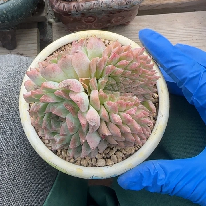 桃熏女王缀五十包邮