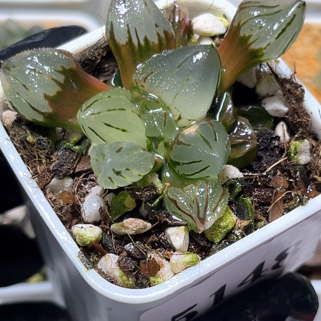 恭喜发财大吉大利5148