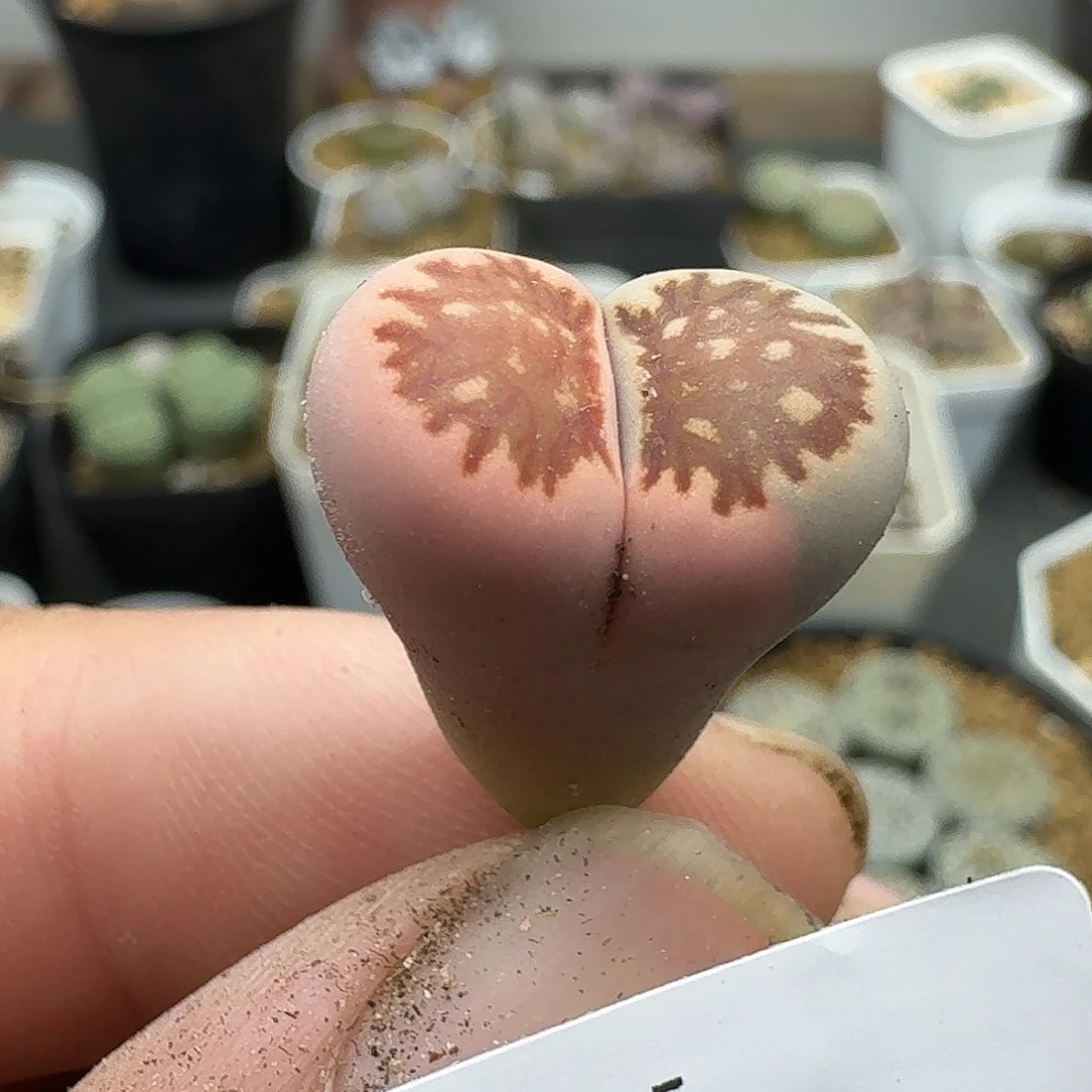 885多肉哈哈哈哈哈哈