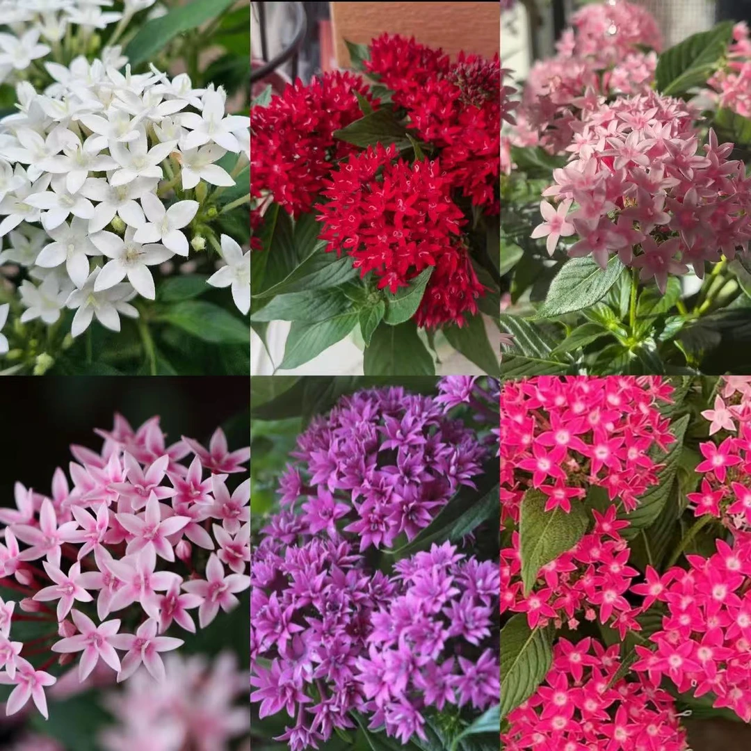 繁星花【颜色自选】盆栽丛生庭院植物清香新手易养护爆花强喜水