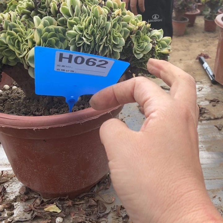 一***雨062卖巴赫老桩老桩