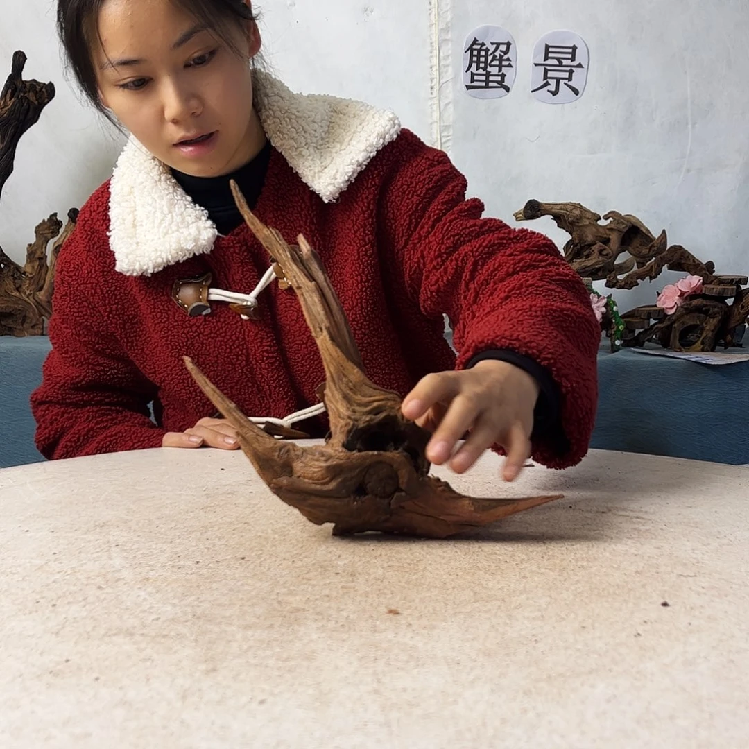 沉木造景爬宠造景