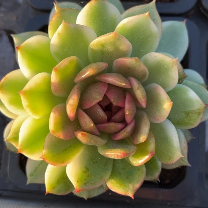 黑水晶锦一物一拍