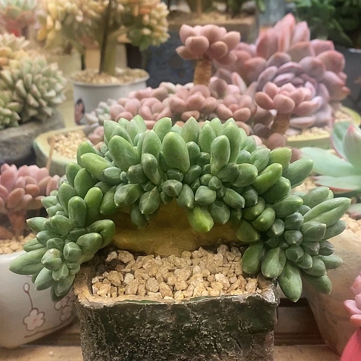 多肉植物肉肉植物