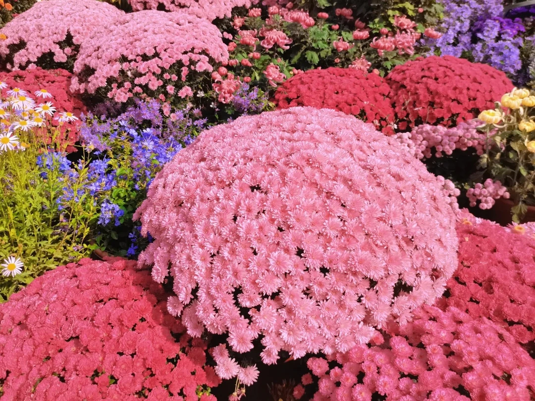 【千头菊】菊盆栽带花苞发货室内外阳台好养四季耐寒花卉