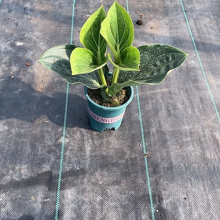 当前无花朵，栽培后可花朵v*