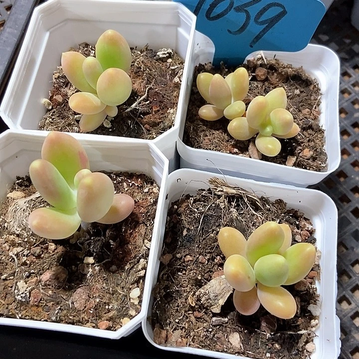 多肉植物芒果奶1039四个