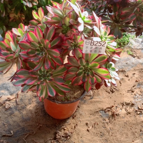 就*那多肉植物烟花锦252