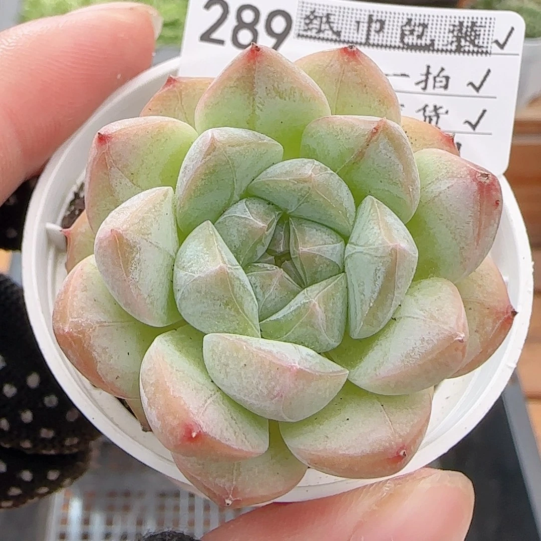 多肉0815-289福利福利