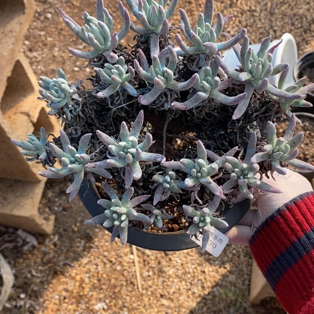 30号沃库提老桩一颗