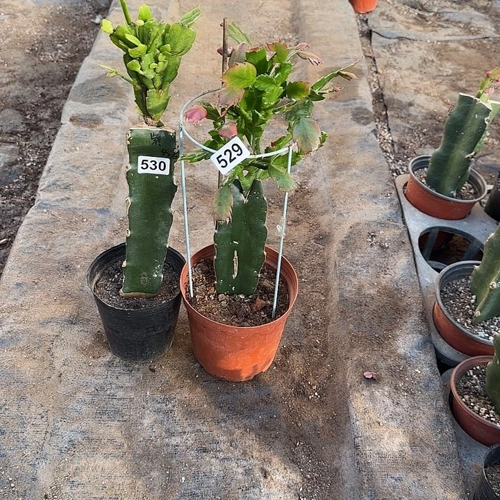 居****529+530嫁接蟹爪兰：紫色+083