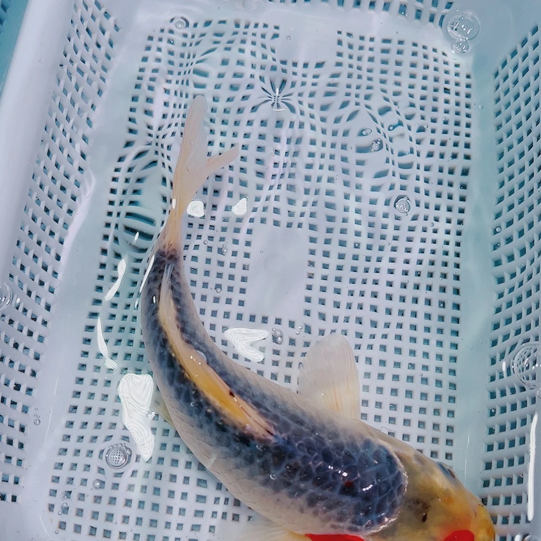 锦鲤锦鲤冷水鱼观赏142