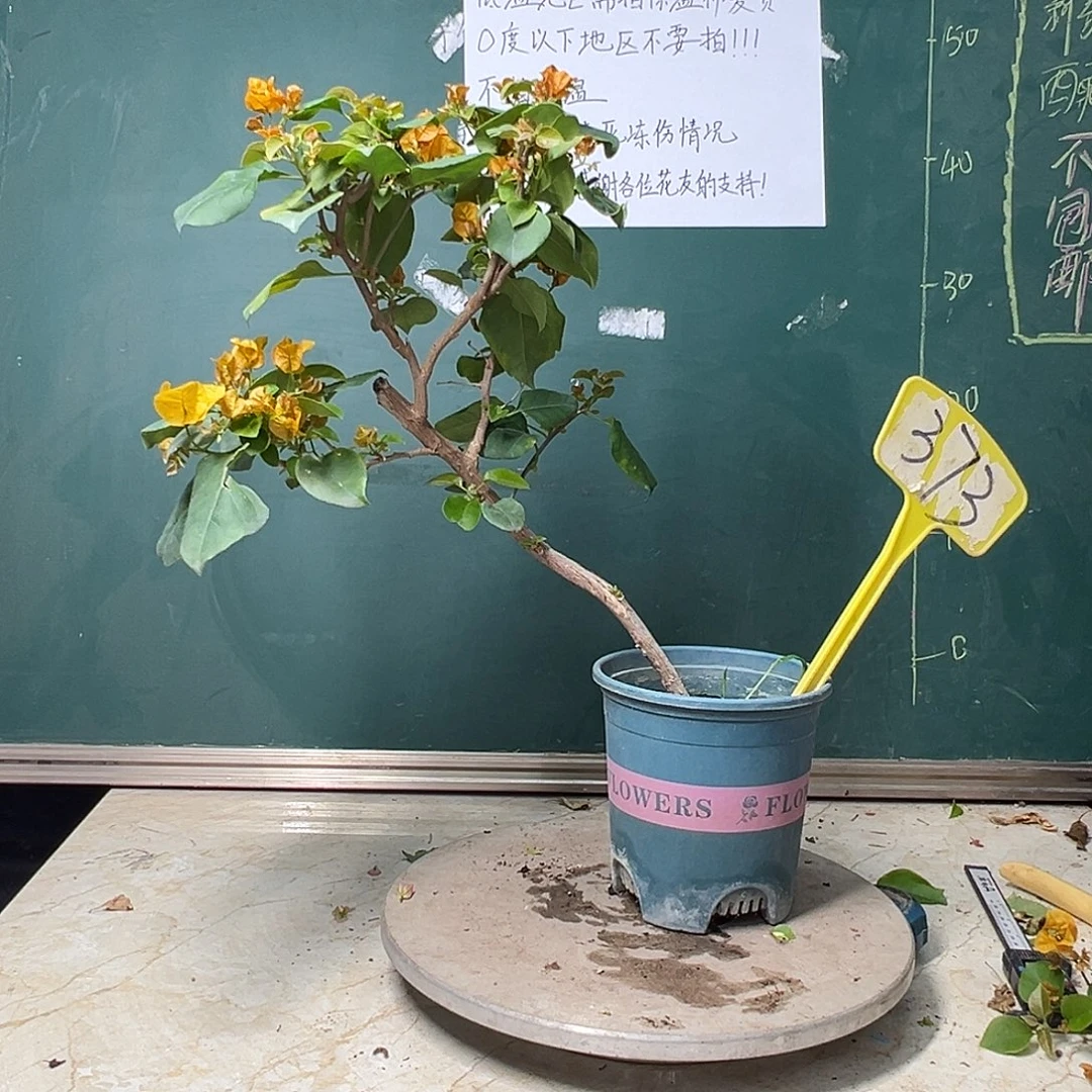 完全开放   加州黄金 造型 有裂痕  373